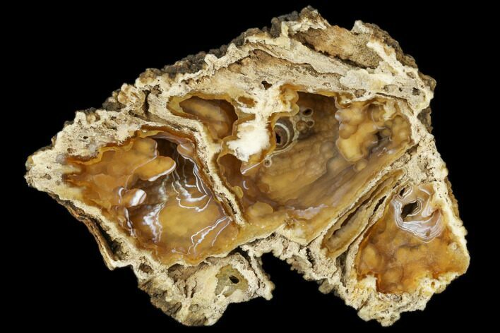 Agatized Fossil Coral Geode - Florida #187981
